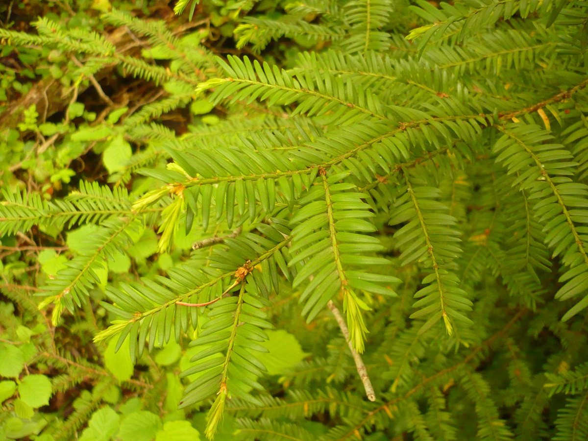 Taxus baccata (Taxaceae)